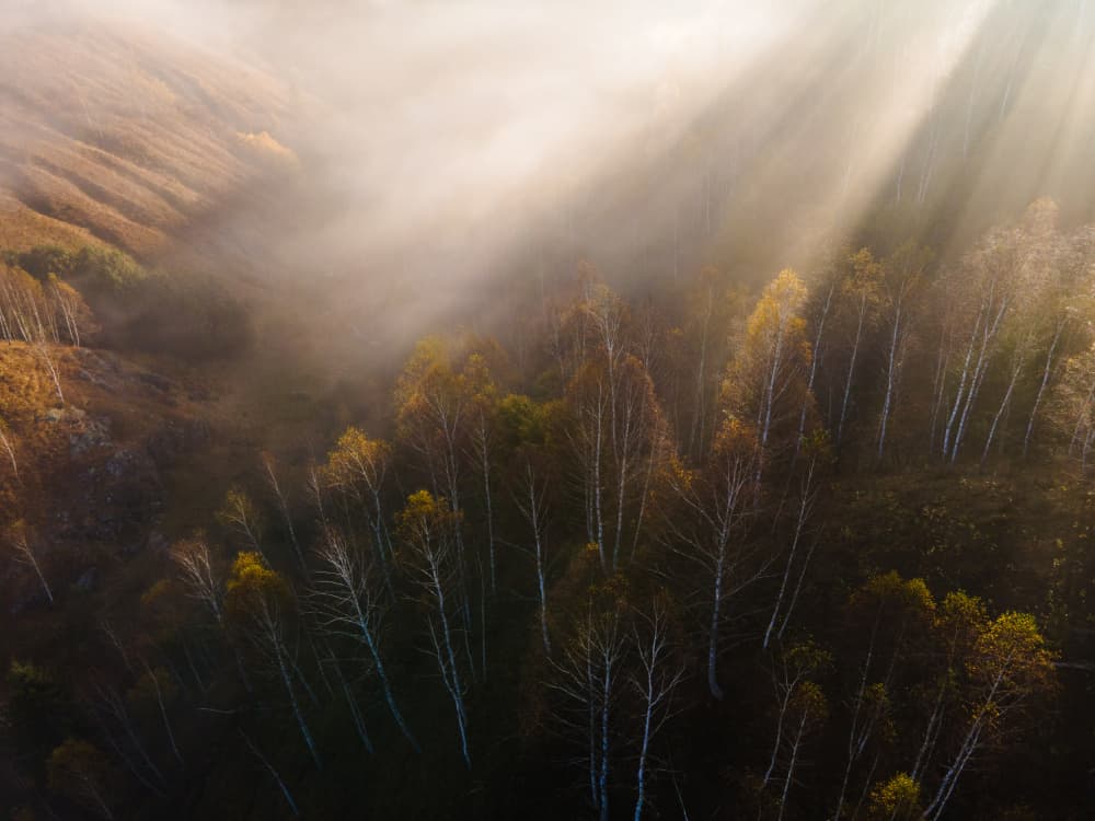 Golden Forest Sunbeams by Ovidiu Satmari — canvas wall art