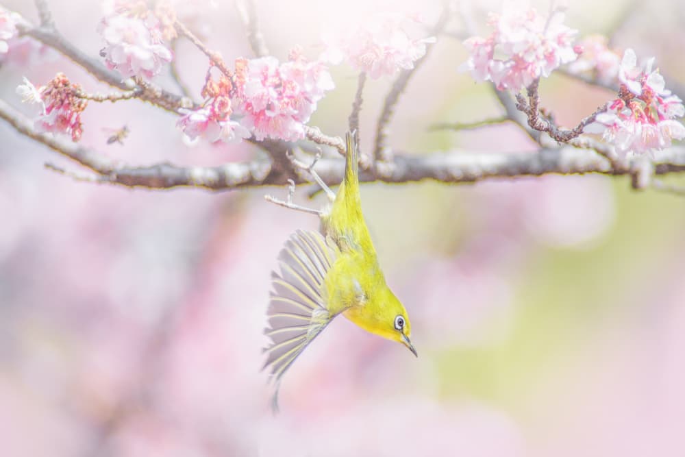 Hanging Bird Cherry Blossoms by Takashi Suzuki — canvas wall art