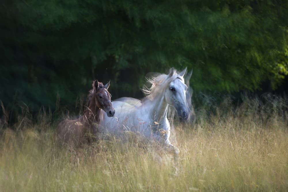 Running Mare and Foal by Milan Malovrh — canvas wall art