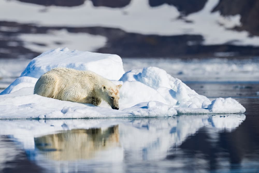 Arctic Bear Reflection by Shobhit Chawla — canvas wall art