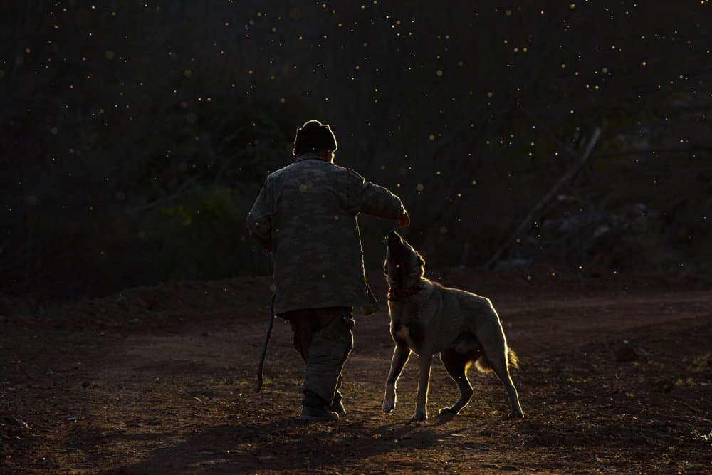 Golden Hour Companions by Nazim Tetik — canvas wall art