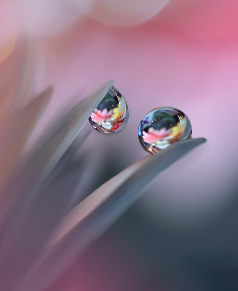 Colorful Petal Reflections by Juliana Nan — canvas wall art