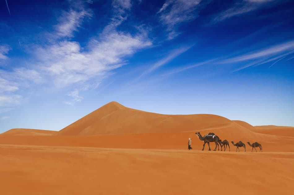 Desert Camel Journey by Hesham Alhumaid — canvas wall art