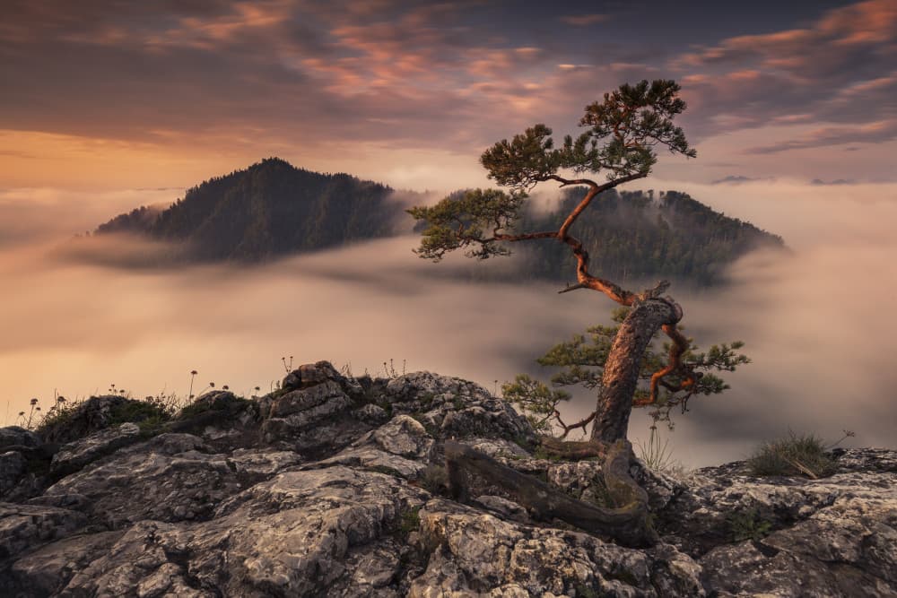 Ancient Pine Misty Mountains by Karol Nienartowicz — canvas wall art