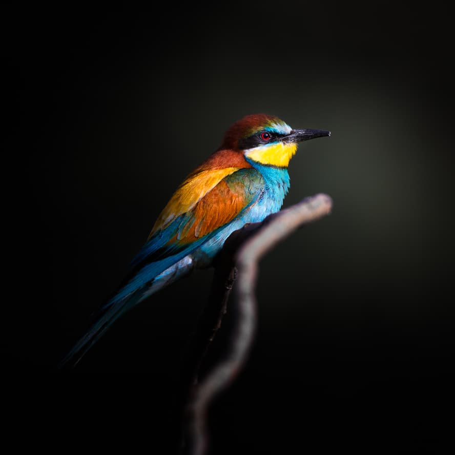 Vibrant Bird Perched by fegari — canvas wall art