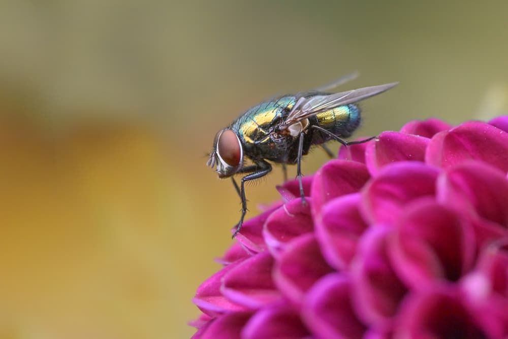 Jewel Fly on Dahlia by Oana Vasileniuc — canvas wall art