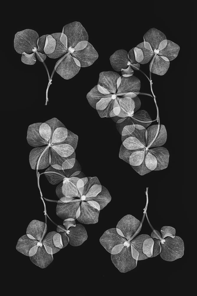 Botanical #46 by Lenka — canvas wall art