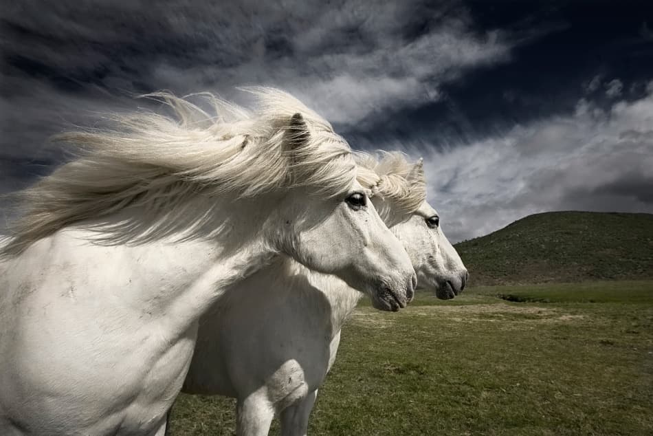 Windswept White Horses by Bragi Ingibergsson - BRIN — canvas wall art