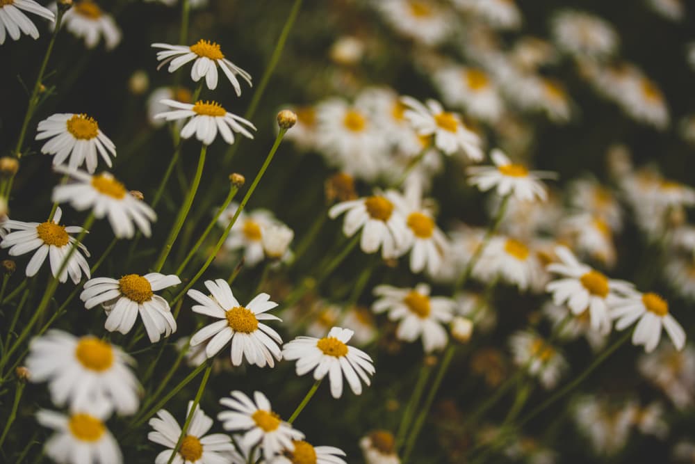 Gentle Daisy Field by engin akyurt — canvas wall art