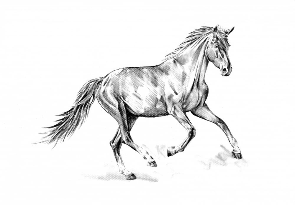 Spirited Horse Gallop by Kulik — canvas wall art