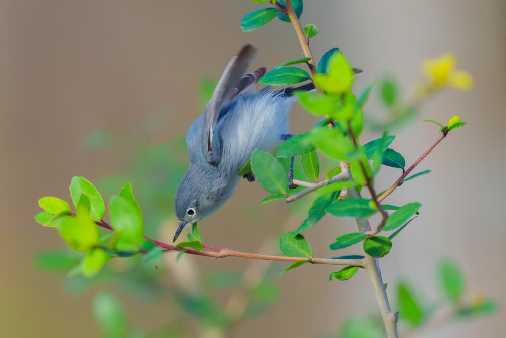 Curious Blue Bird by Mike He — canvas wall art