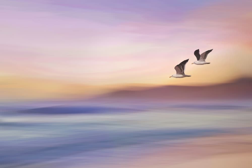 Flying Seagulls Sunset by Gaby Grohovaz — canvas wall art