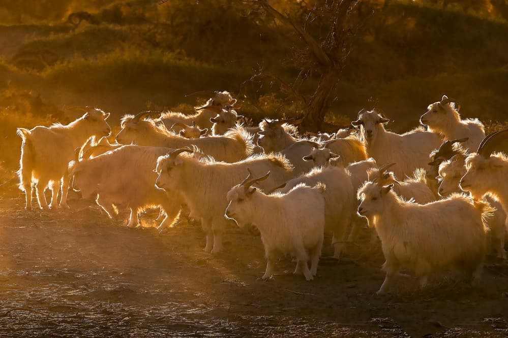 Golden Hour Goats by Libby Zhang — canvas wall art