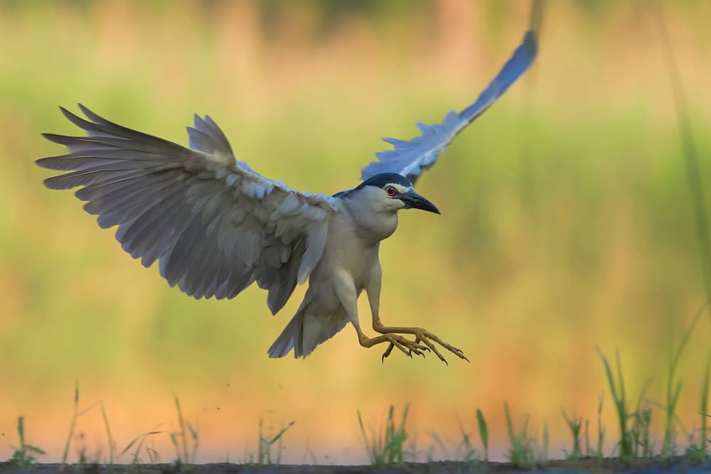 Graceful Night Heron Landing by Jun Zuo — canvas wall art