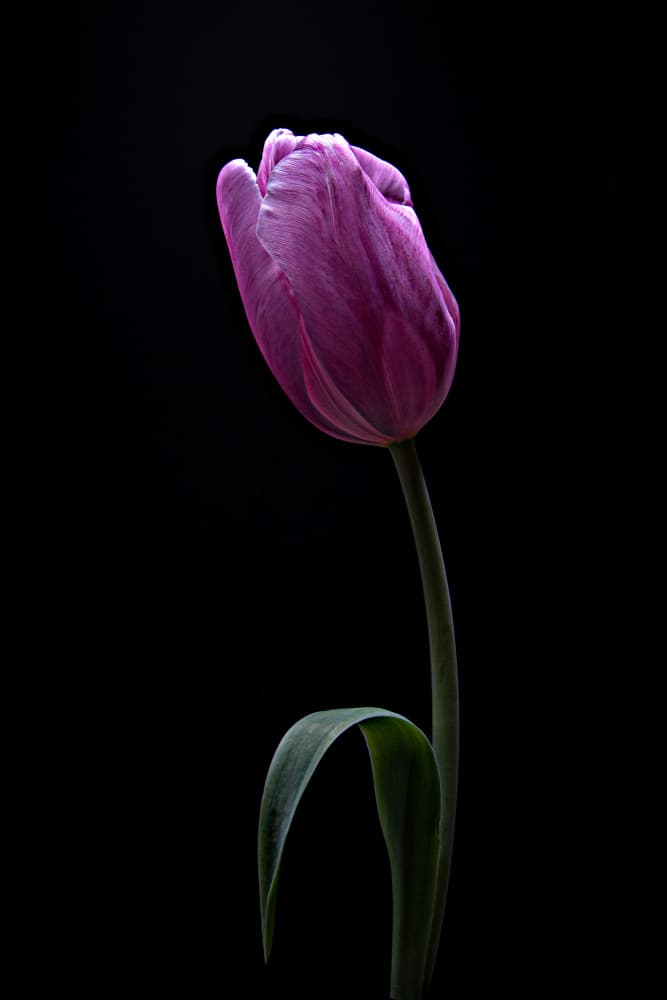 Graceful Purple Tulip by Frank Ulrich Gandenberger — canvas wall art