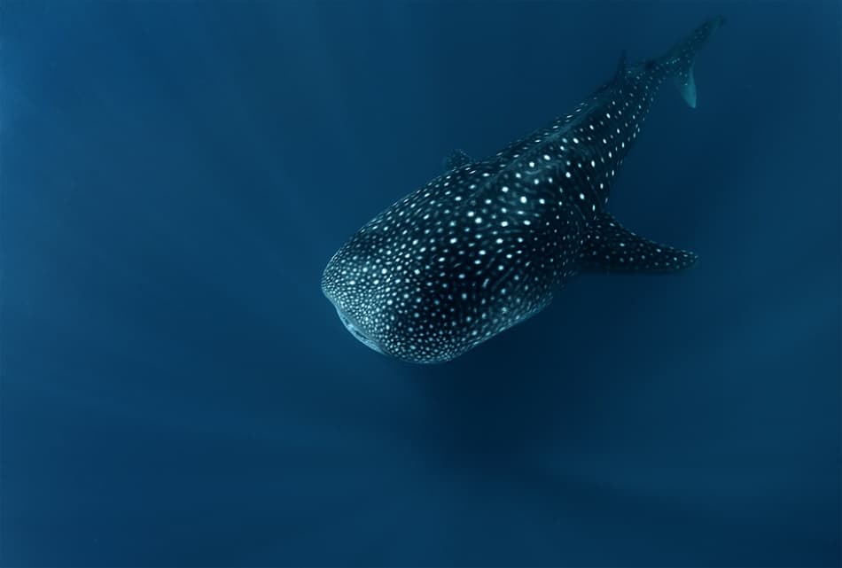 Deep Blue Whale Shark by Andrey Narchuk — canvas wall art