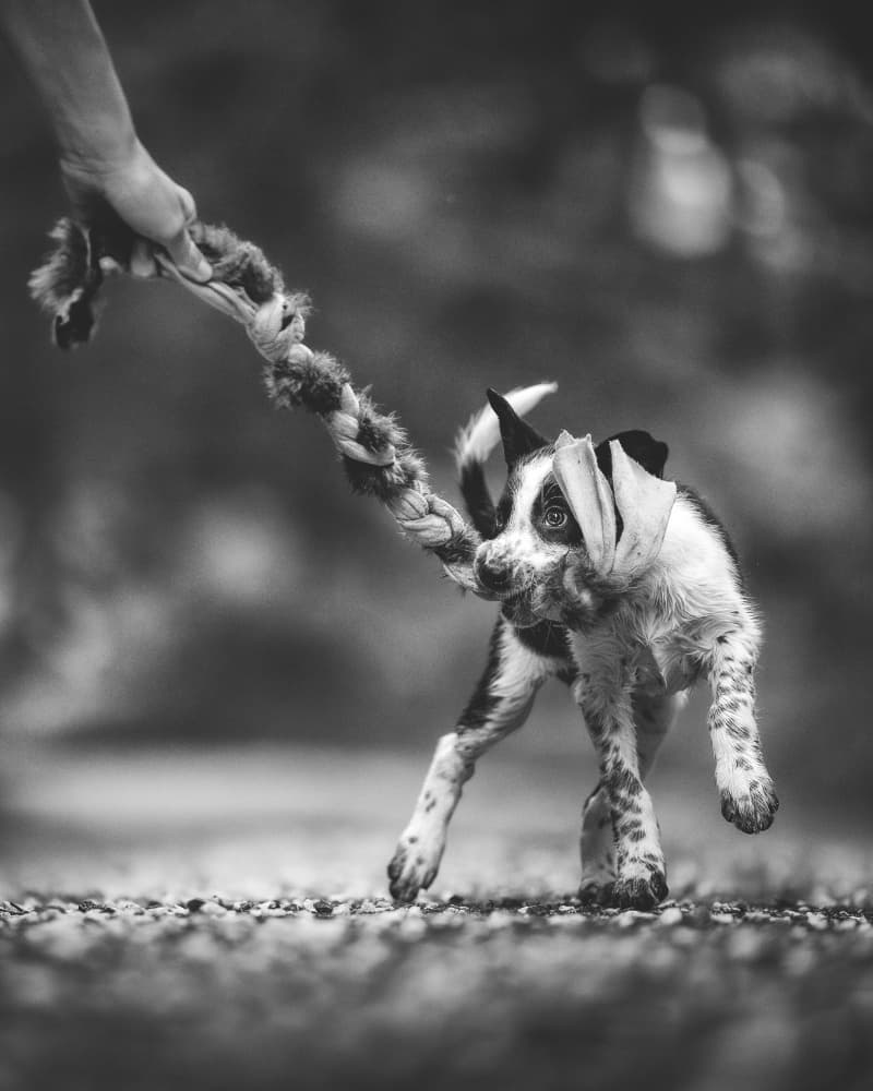 Puppy Tug of War by Pali Gerec — canvas wall art