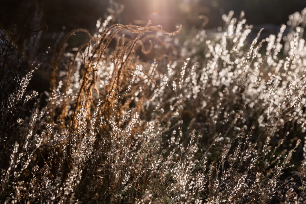 Warm Winter Light 4 by Mareike Böhmer — canvas wall art