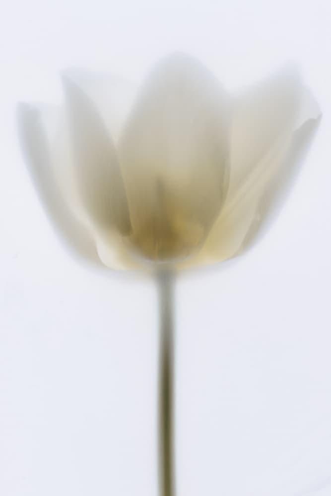 Ethereal White Tulip by Magda Izzard — canvas wall art