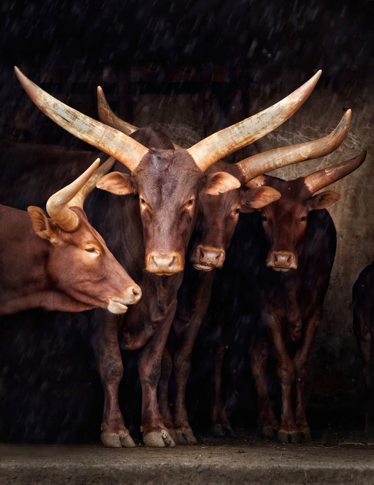 Majestic Watusi Herd by Carles Just — canvas wall art