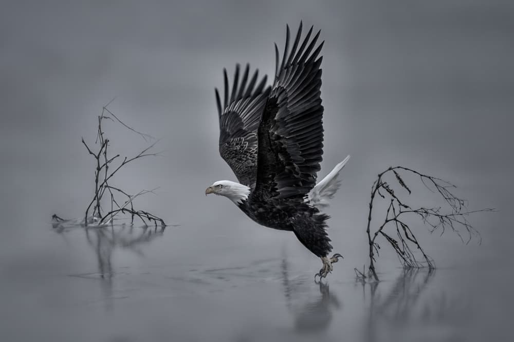 Majestic Eagle Takes Flight by Qing Zhao — canvas wall art