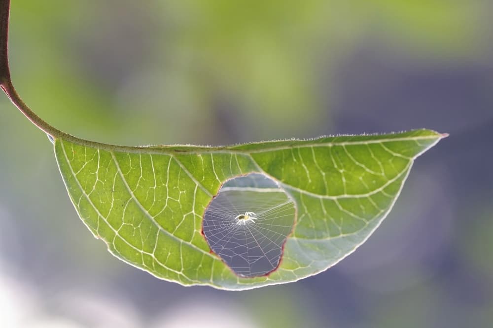 Spider's Delicate Home by Bertrand Kulik — canvas wall art