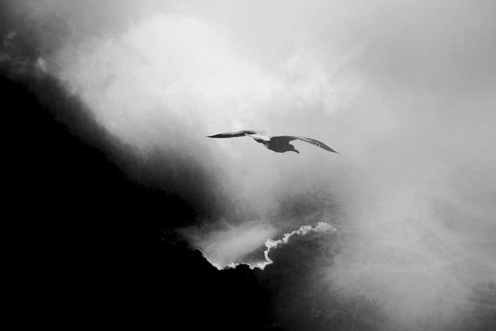 Dramatic Sky Flight by Daniela Riegler — canvas wall art