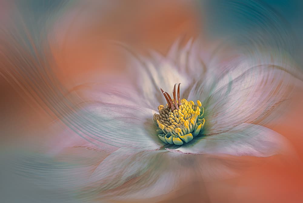 Soft Ethereal Bloom by Lydia Jacobs — canvas wall art