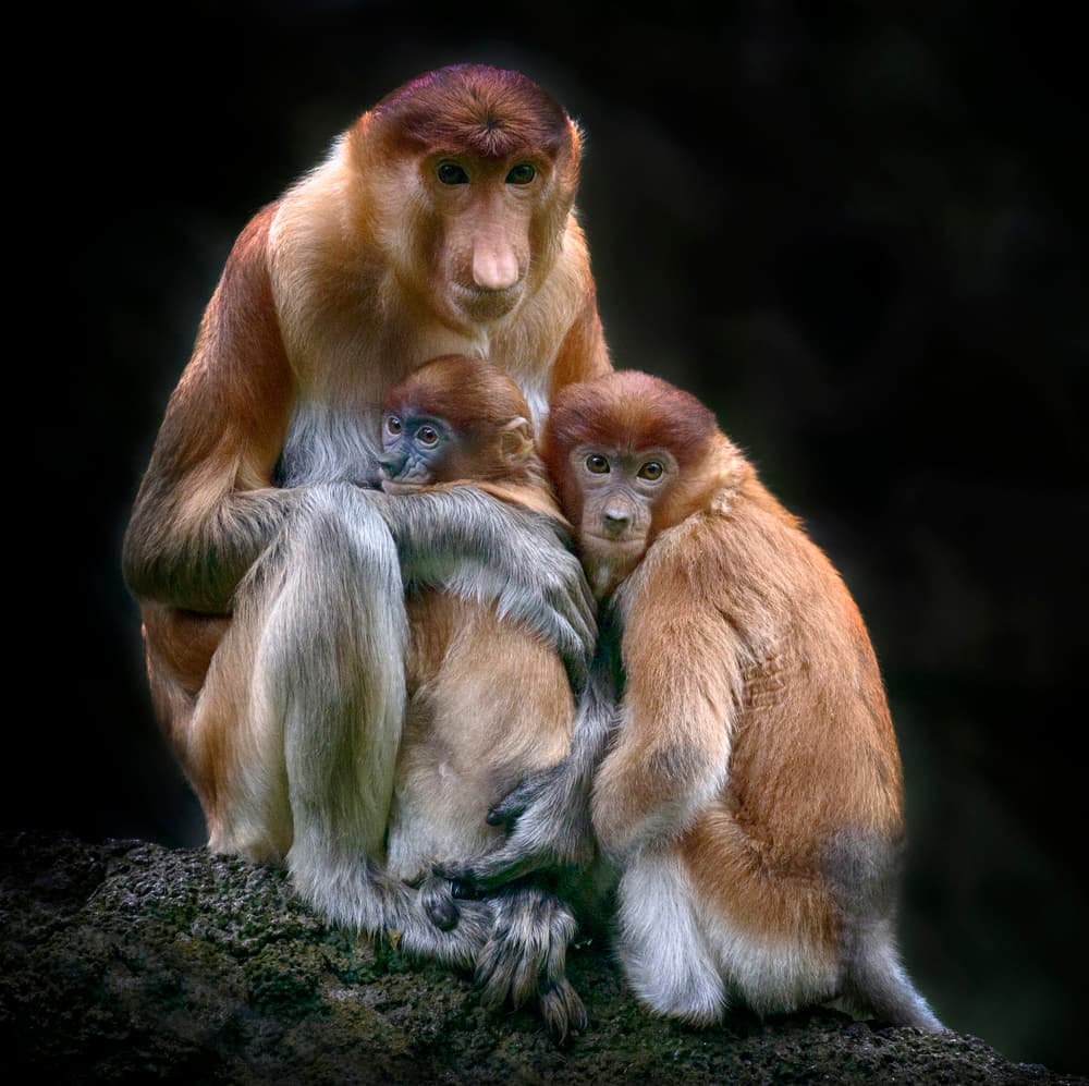 Proboscis Monkey Family by Angela Muliani Hartojo — canvas wall art