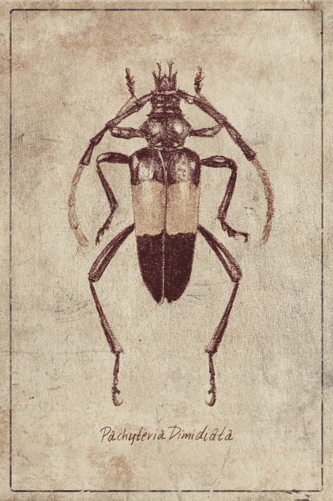 Vintage Insect Sketch by Mike Koubou — canvas wall art