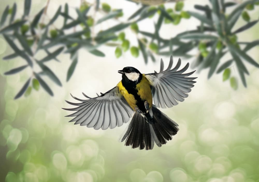Great Tit in Flight by אייל בר אור • Eyal Bar Or — canvas wall art