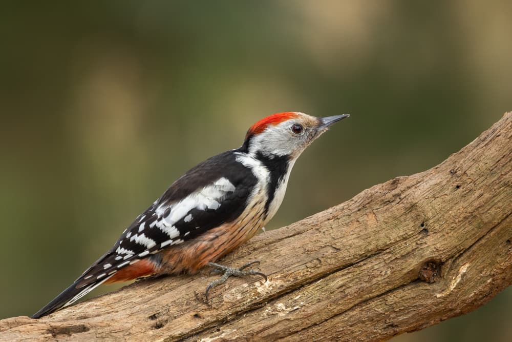 Red-Capped Woodpecker Perches by Annie Keizer — canvas wall art