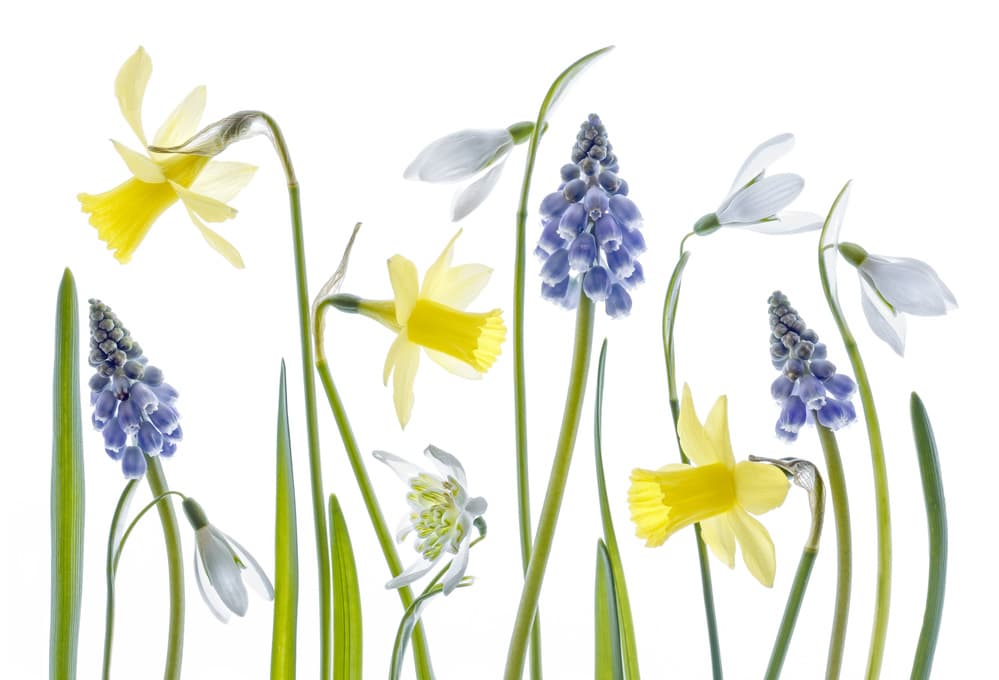 Untitled by Mandy Disher — canvas wall art