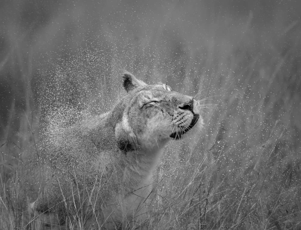 Wild Lioness Splash by Yunqiang Li — canvas wall art