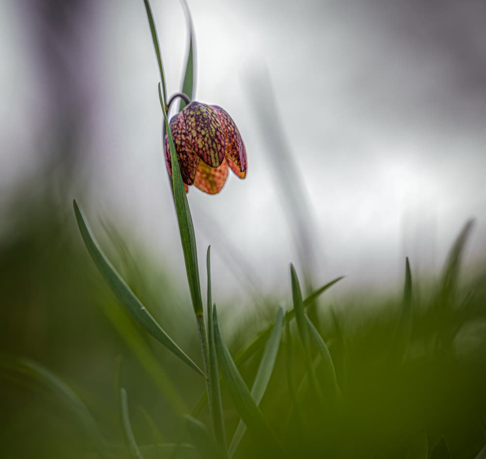Mottled Spring Bloom by Sergio Barboni — canvas wall art