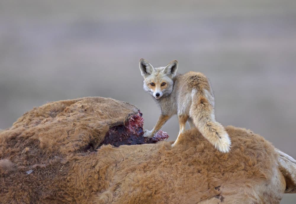 Alert Desert Fox Scavenging by Shlomo Waldmann — canvas wall art