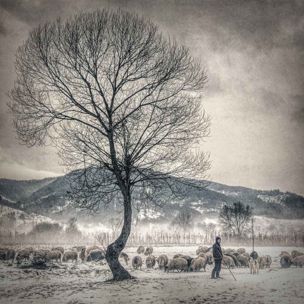 Winter Sheep and Tree by mihai ian nedelcu — canvas wall art