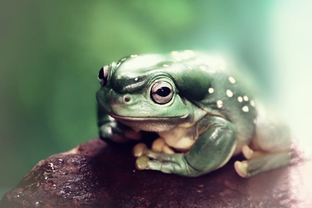 Spotted Green Frog by Michael Burlak — canvas wall art