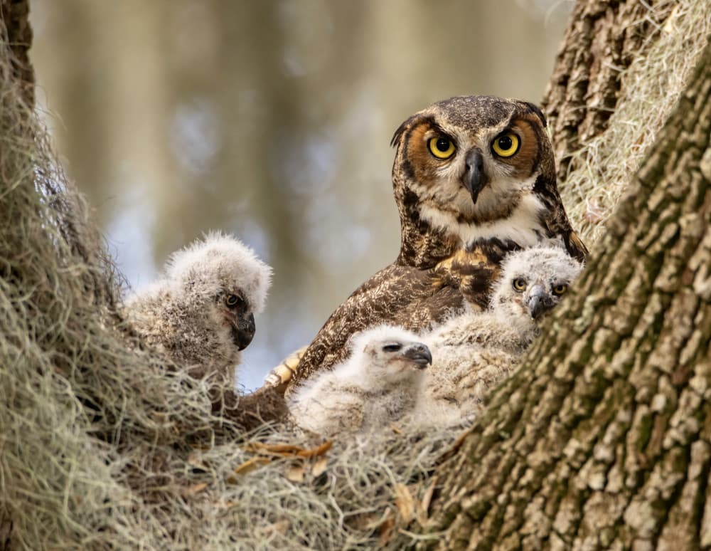 Mother Owl With Owlets by Amy Marques — canvas wall art
