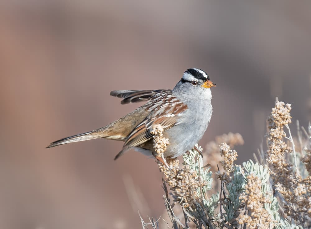 White-crowned Sparrow Perched by Li Chen — canvas wall art