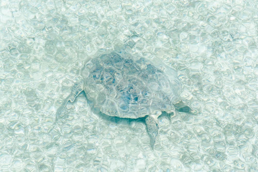 Serene Sea Turtle by Photolovers — canvas wall art