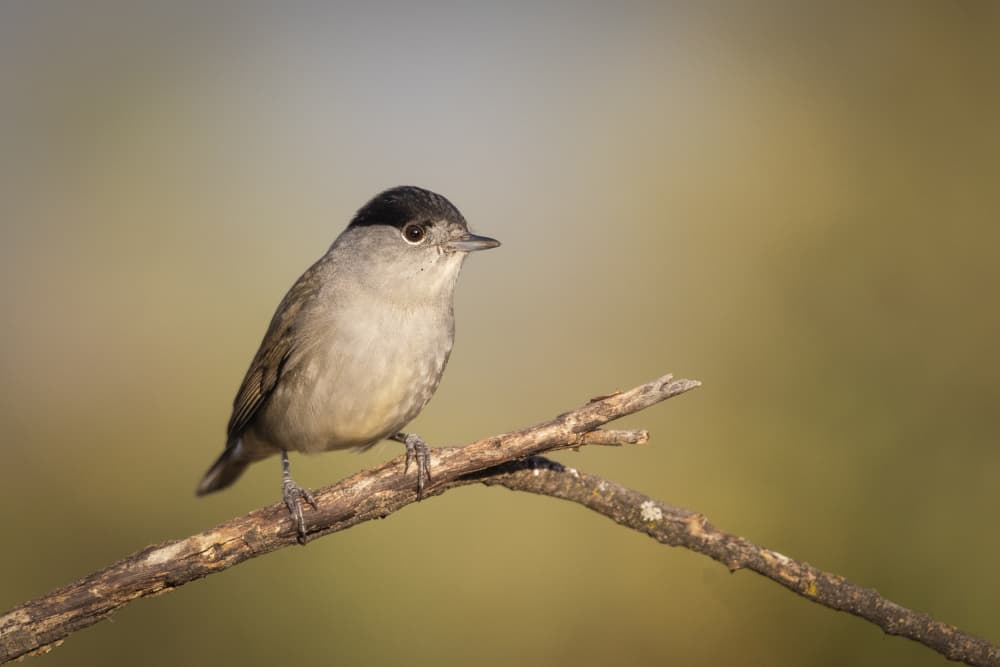 Blackcap On Branch by Juan José — canvas wall art
