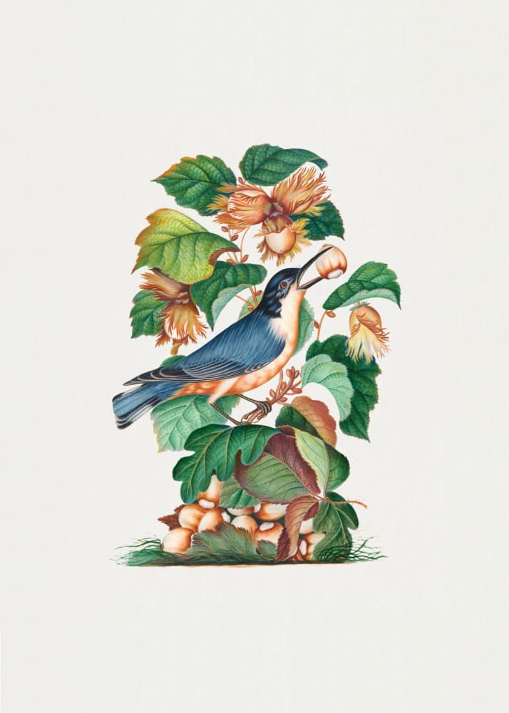 Beautiful Nuthatch by James Bolton — canvas wall art