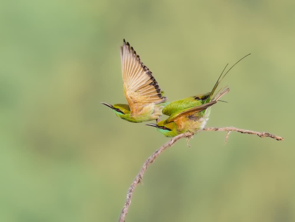 Bee Eaters Taking Flight by Rajat Dhesi — canvas wall art
