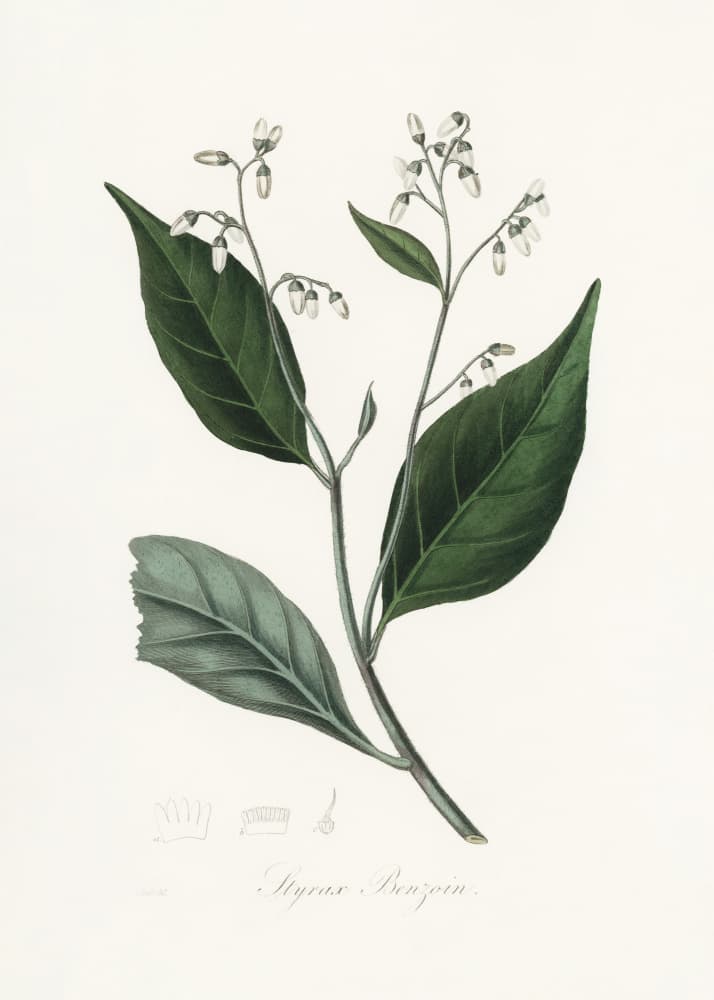 Gum Benjamin Tree (styrax Benzoin Medical Botany by John Stephenson and James Morss Churchill — canvas wall art