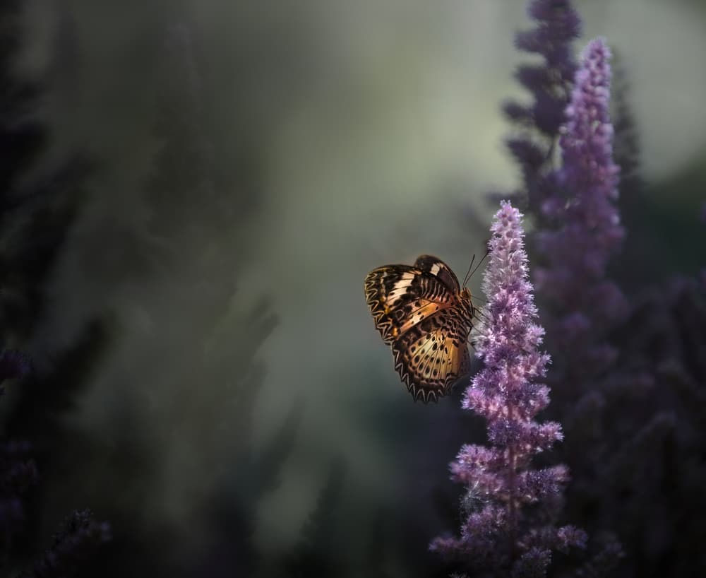 Butterfly on Lavender Bloom by Heather Bonadio — canvas wall art