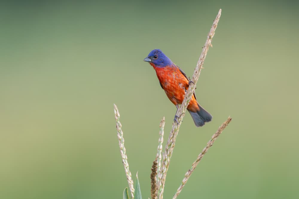 Vibrant Painted Bunting by Max Wang — canvas wall art