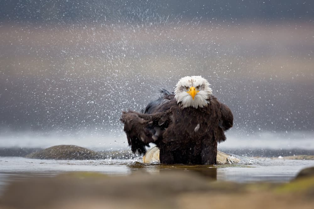 Splashing Bald Eagle by Milan Zygmunt — canvas wall art