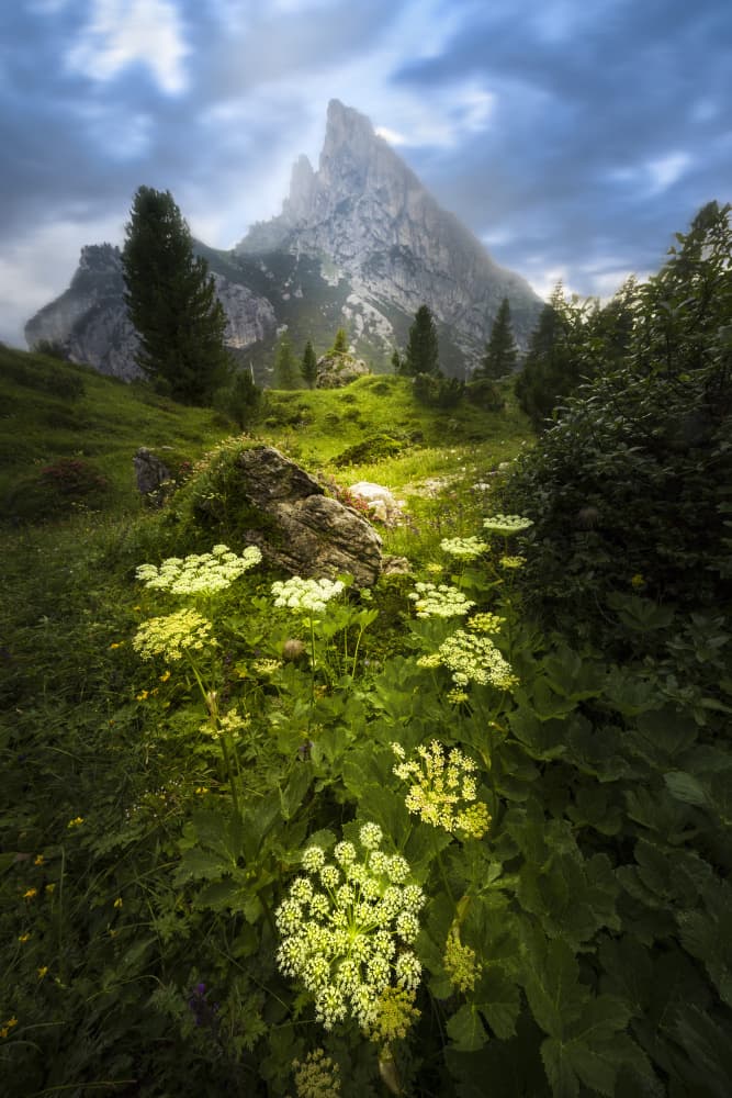 Alpine Peaks and Flowers by Yun Thwaits — canvas wall art
