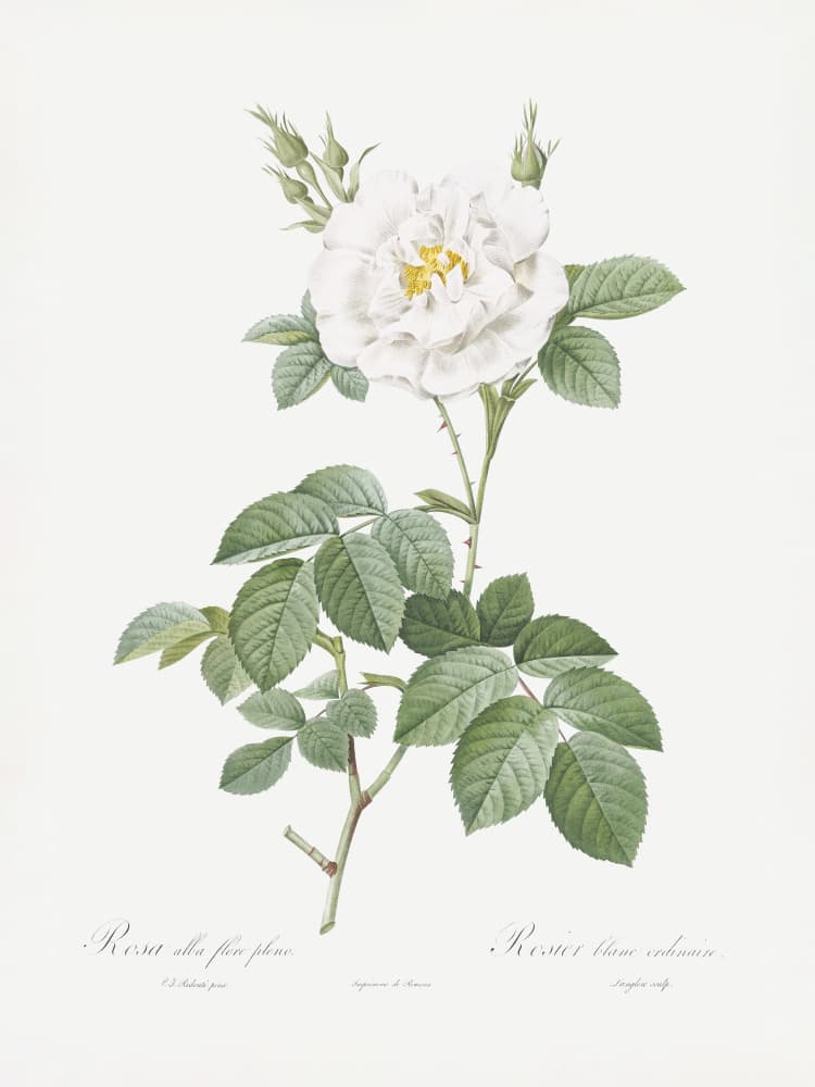 Rosa Alba Flore Pleno, Les Roses (1817–1824) by Pierre-Joseph Redoute — canvas wall art